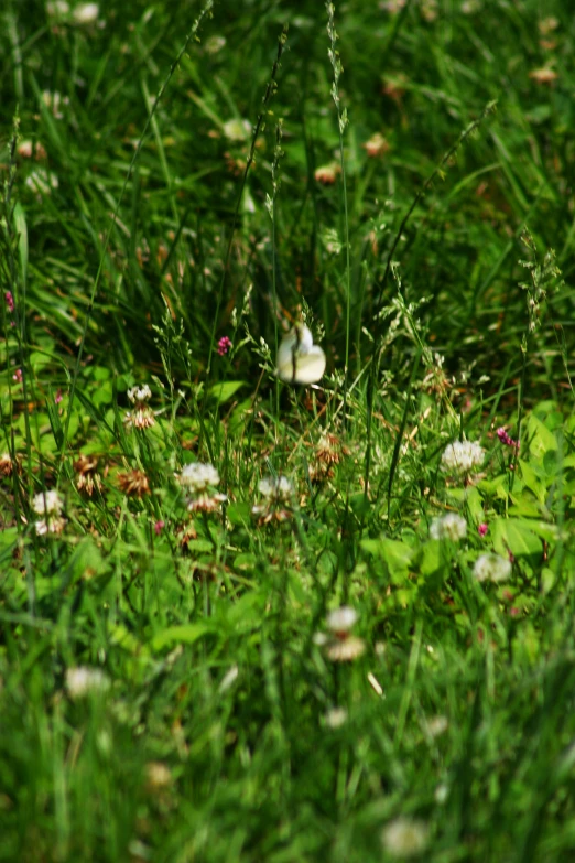 a field of wildflowers with a tiny white erfly in the grass