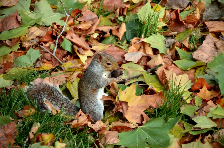 a small squirrel is standing in the leaves