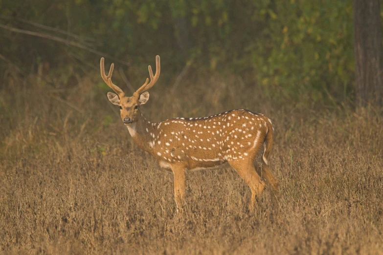 a small deer stands alone in a grassy area