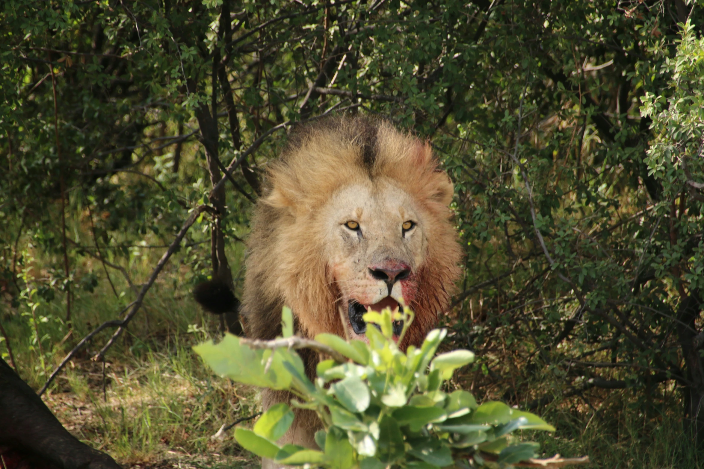 a male lion with some sort of face and thick mane walking in the woods