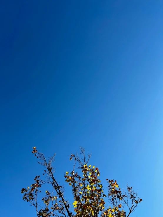 the nches of the tree with blue sky background