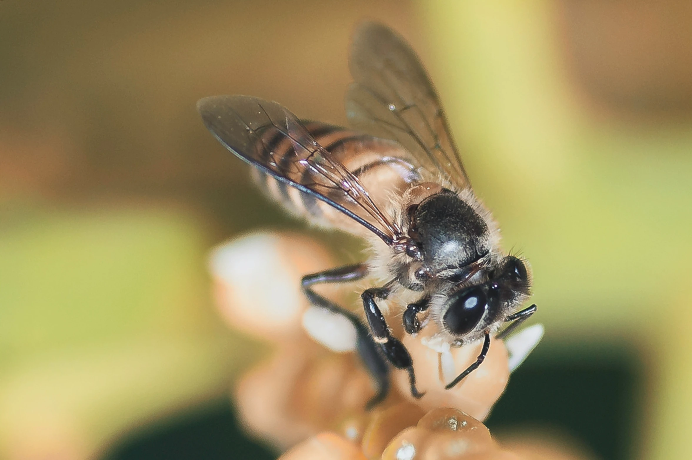 the bee is sitting on the top of the hand