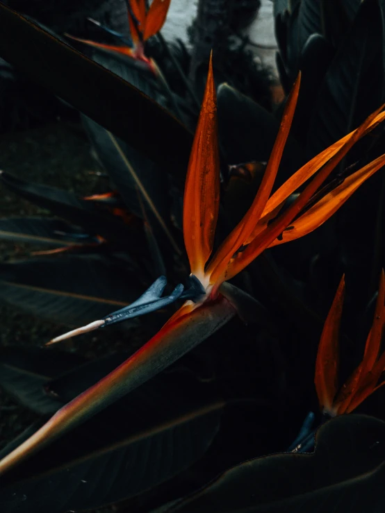 a bird sitting in the center of some leaves