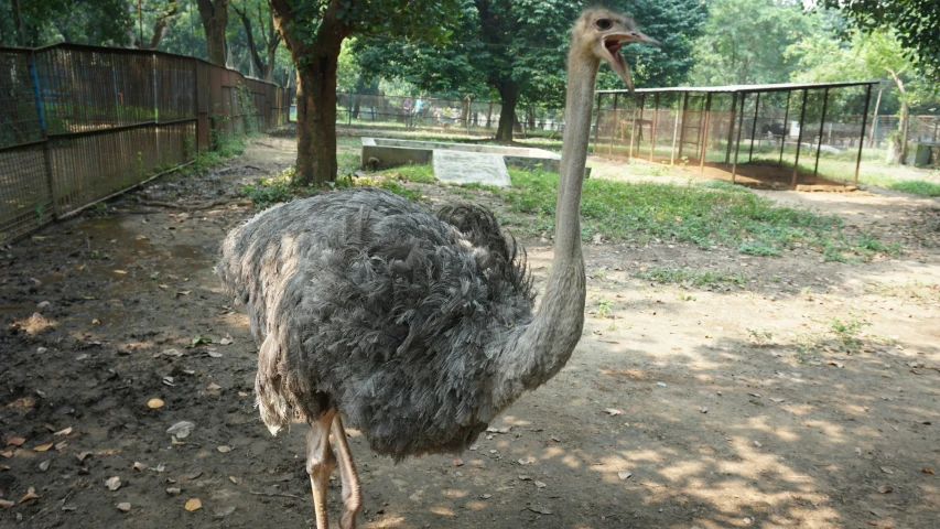 an ostrich with its mouth open in a zoo