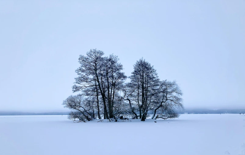 a couple of trees in the snow