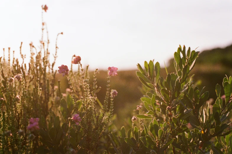 some small pink flowers are on the plants