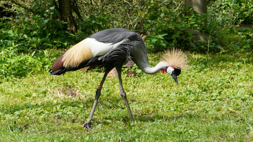 a tall crane walking in some grass with it's beak open