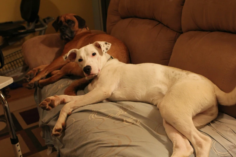 two dogs on a couch sleeping and one laying down