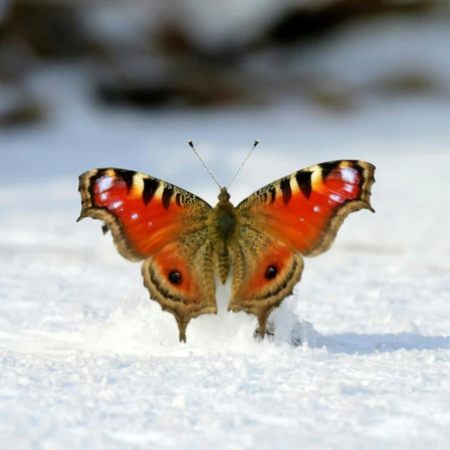 an orange erfly with orange spots stands in a field