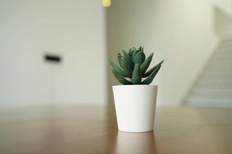 a small cactus sits on a wooden table