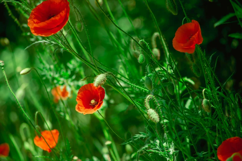 a field with tall grass and many red flowers