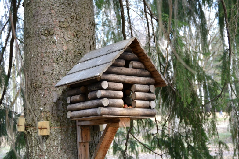 a birdhouse built into a tree in the woods