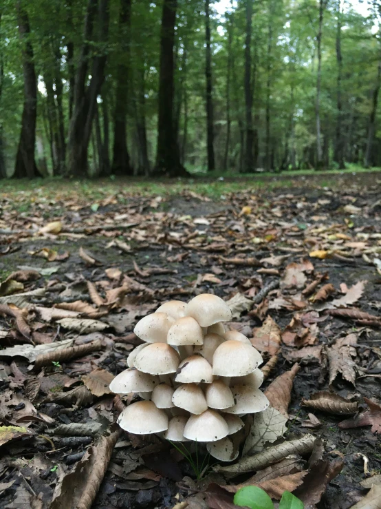 a mushroom in the forest is surrounded by leaves