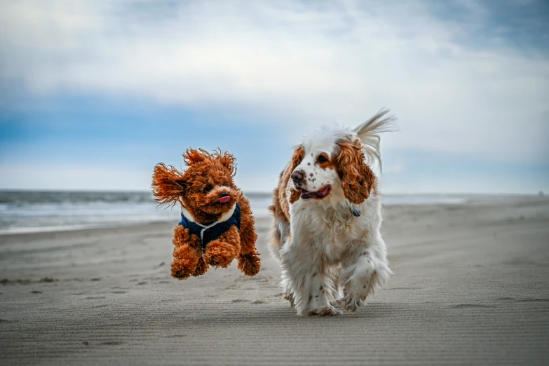 two dogs are walking on the beach