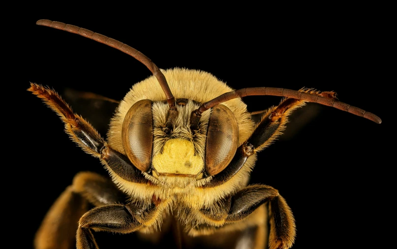 a honey bee, pographed in front of a black background