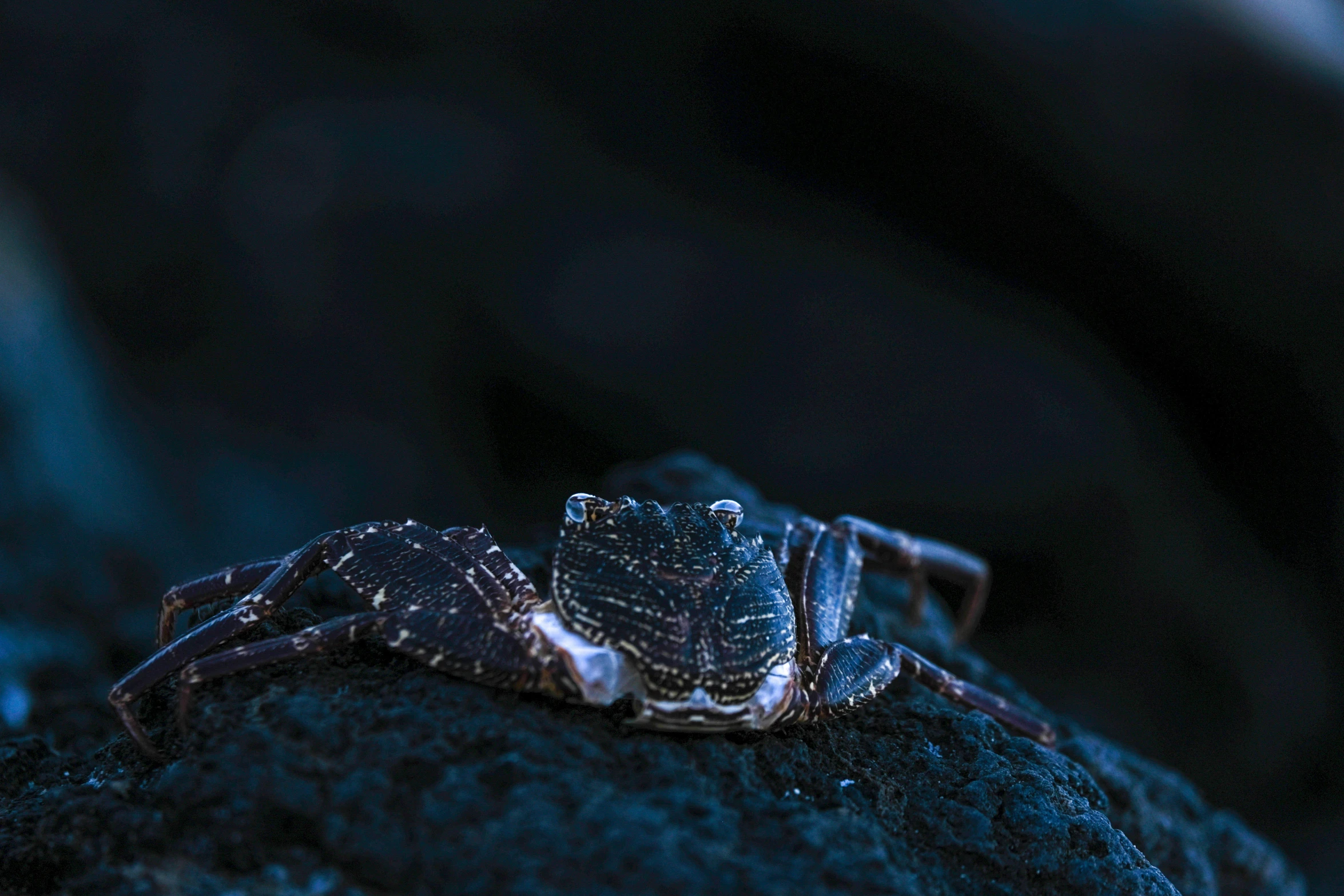 the spider has it's eyes closed and is sitting on the rock