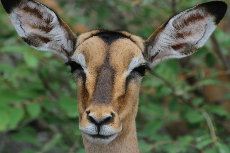 a gazelle with very sharp, brown eyes stares towards the camera