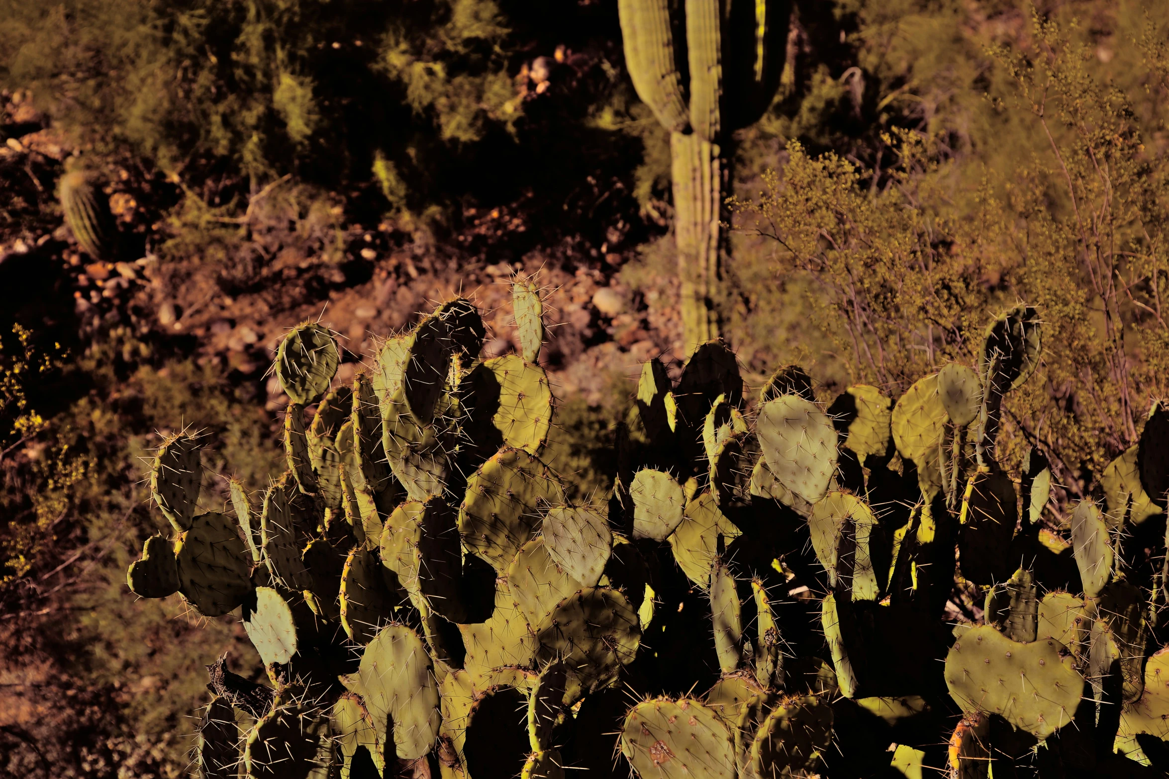 some very pretty cactus plants in a big field