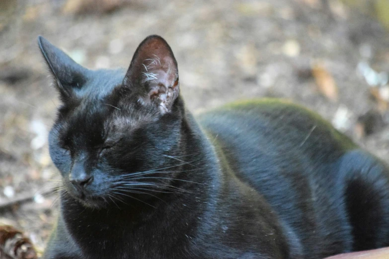 a black cat with a black face and nose
