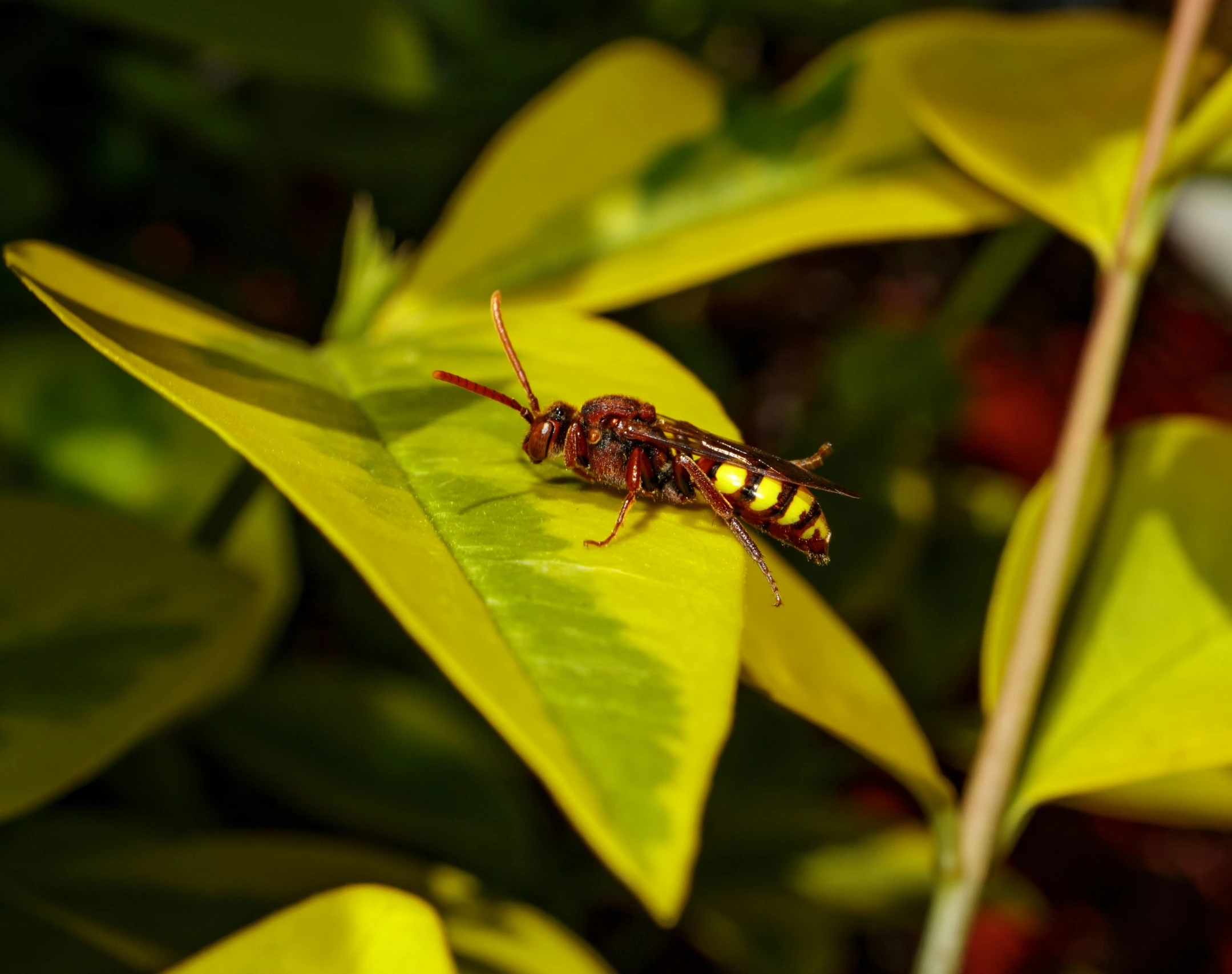 a very large bee sitting on a green leaf