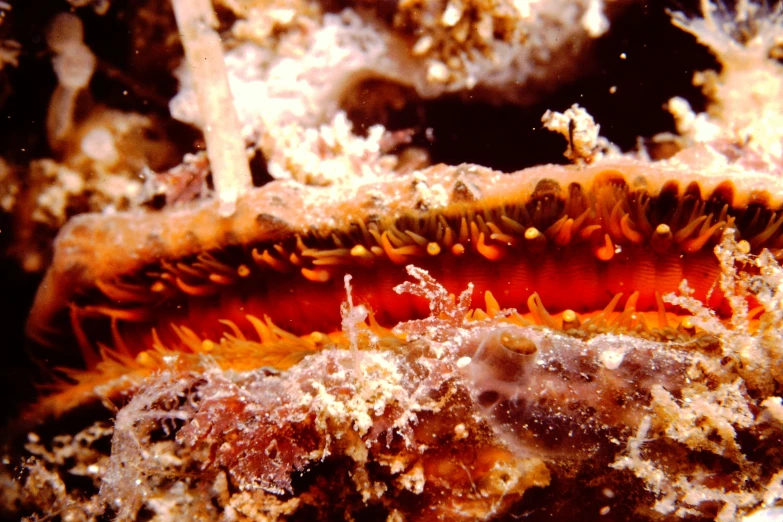 the orange and white part of a sea slug