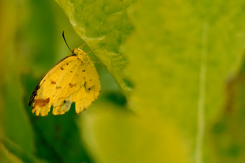 a very big pretty yellow moth by a leaf