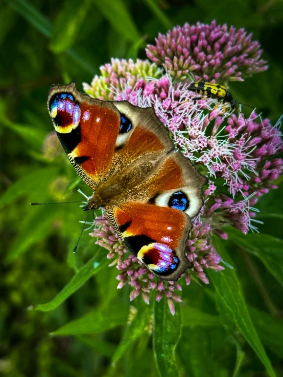 two erflies on some very pretty flowers