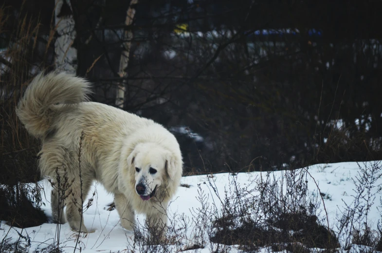 the large white dog is standing in a field