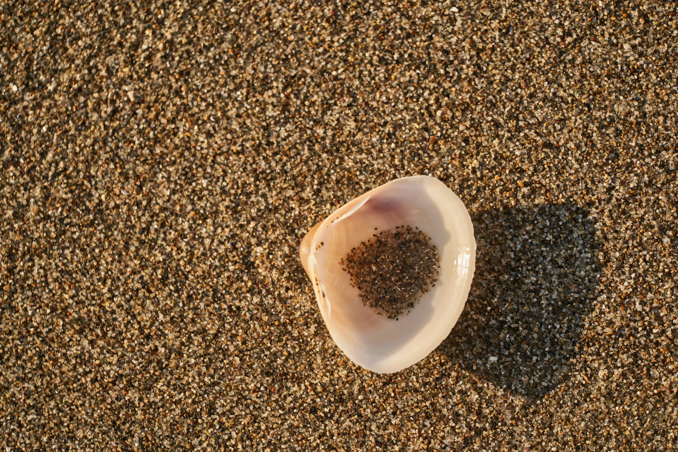 small sea shell sitting on the sand with seaweed