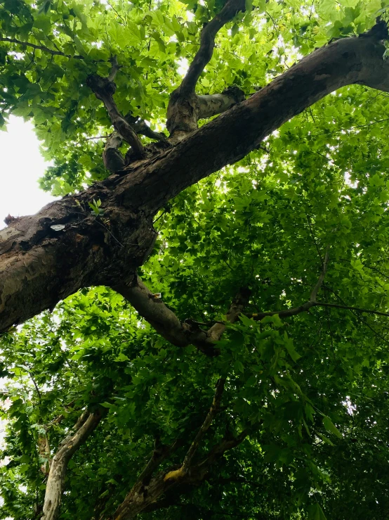 several birds sit on a nch in a tree