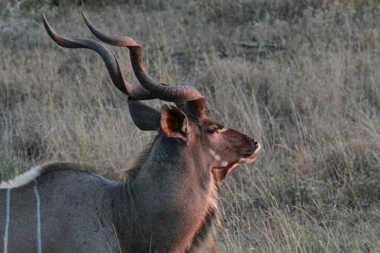 a horned animal standing in the middle of tall grass