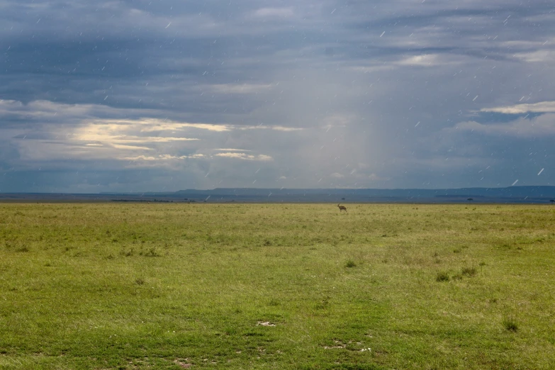 an open plain with many animals and clouds