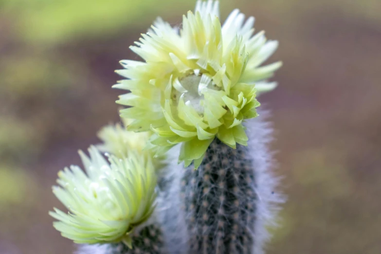 an image of a cactus flower on the grass