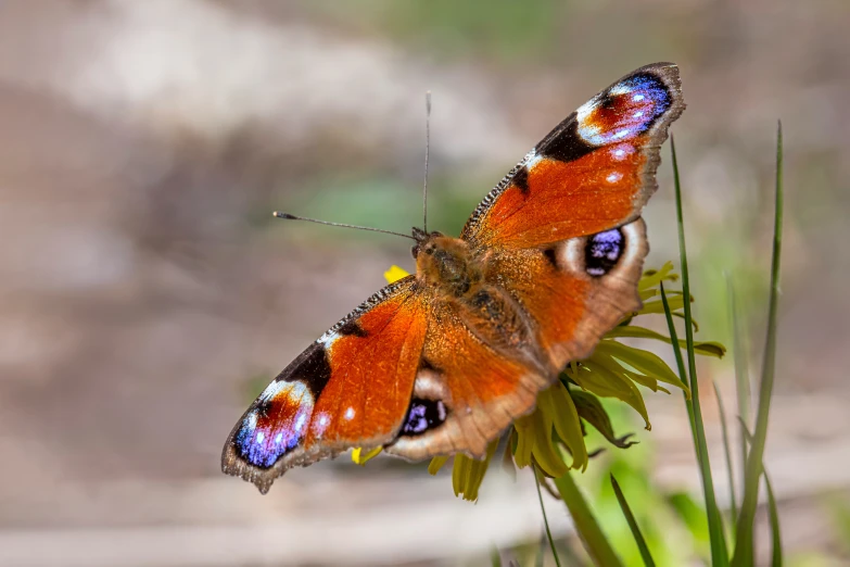 an orange erfly on a flower with its eyes open