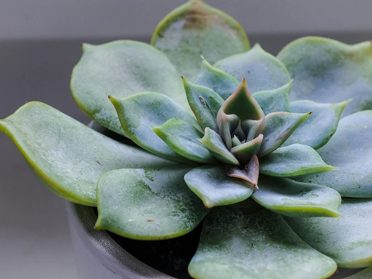 a close up of a potted plant with very light green leaves