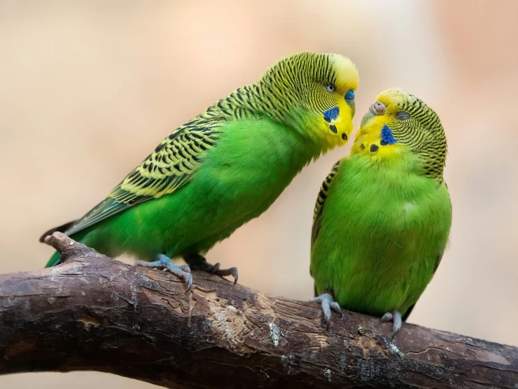 two green parakeets are kissing on a nch
