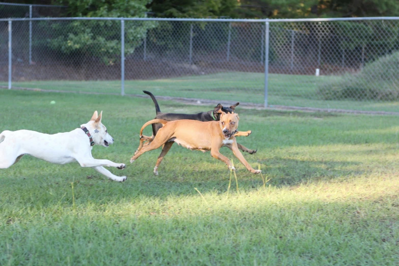 two dogs chasing each other on a field