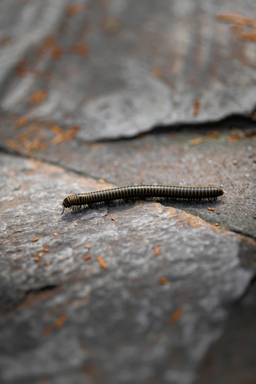 a large insect is on the ground