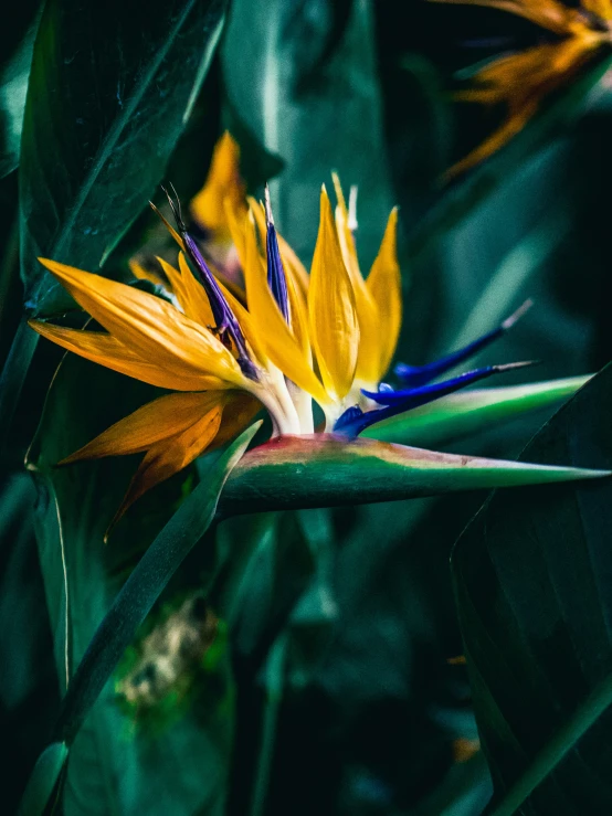 a close up image of a bright yellow flower