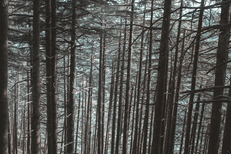 a group of people in a wooded area walking