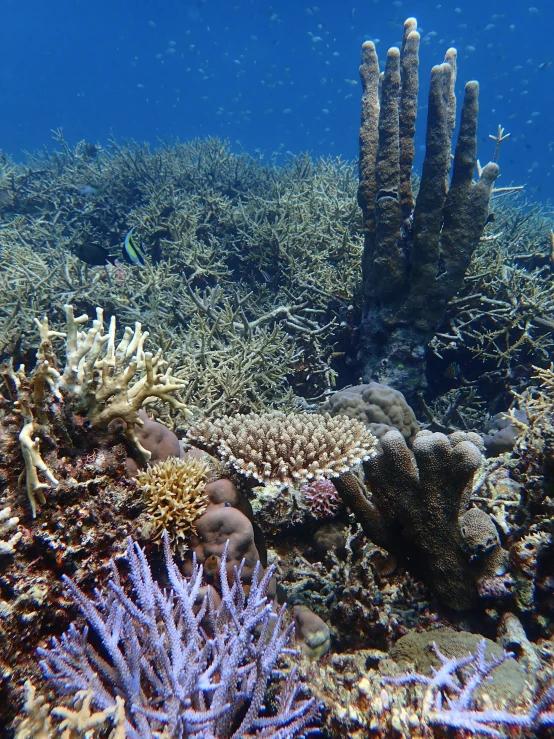 a fish is swimming in the water by a reef