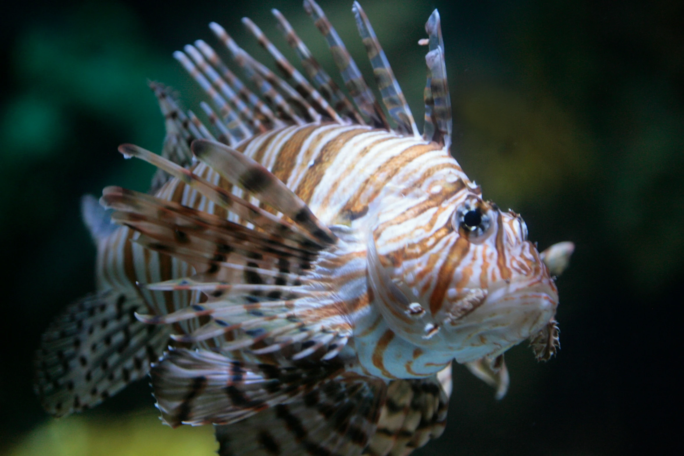 a lion fish that is standing up in some water