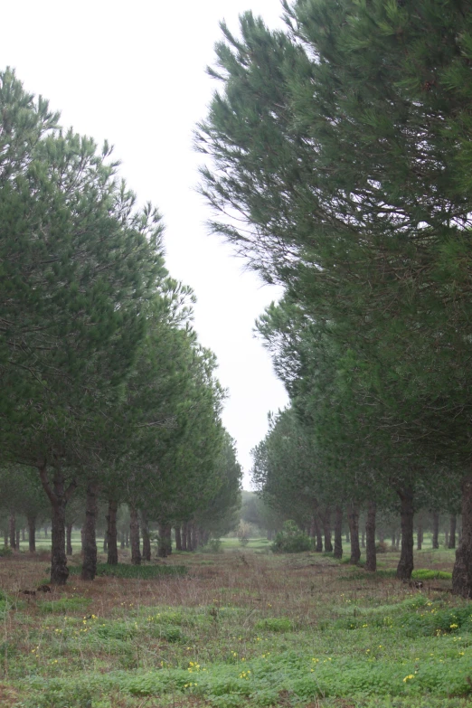 trees lining the roadway along with a path to a park