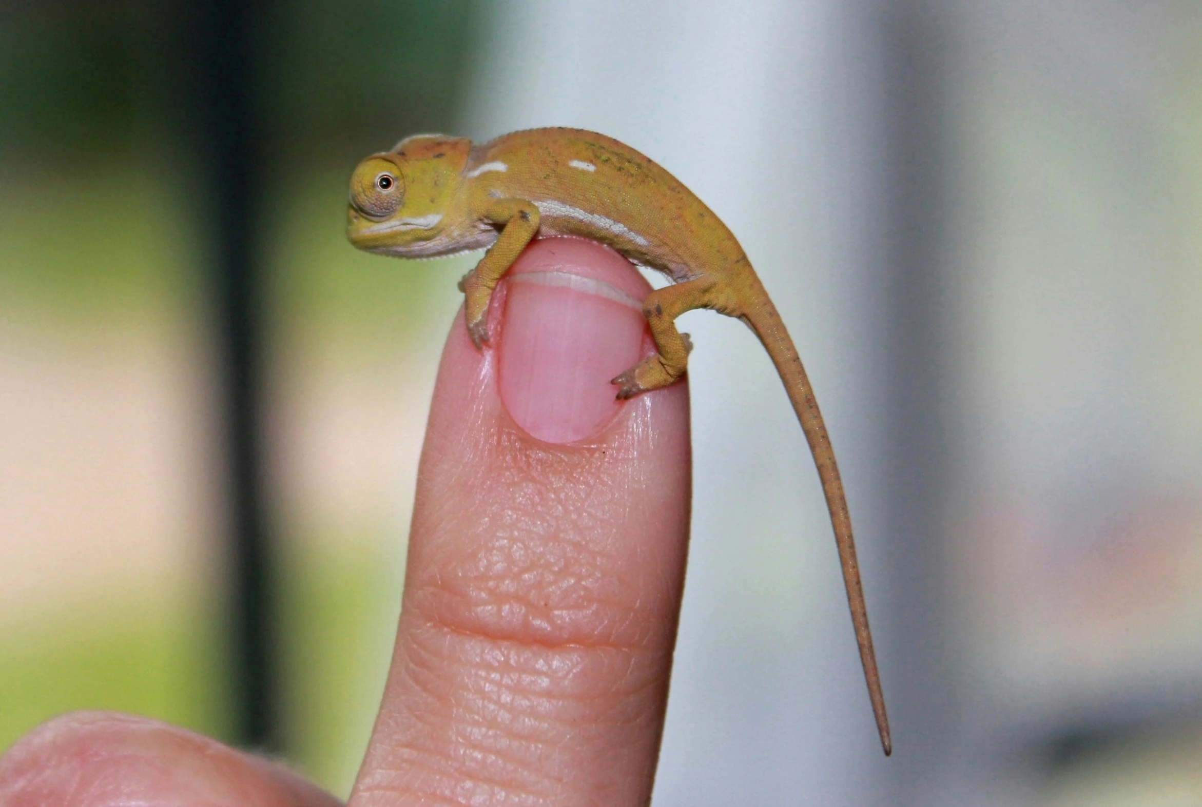 a tiny yellow lizard is sitting on someone's finger