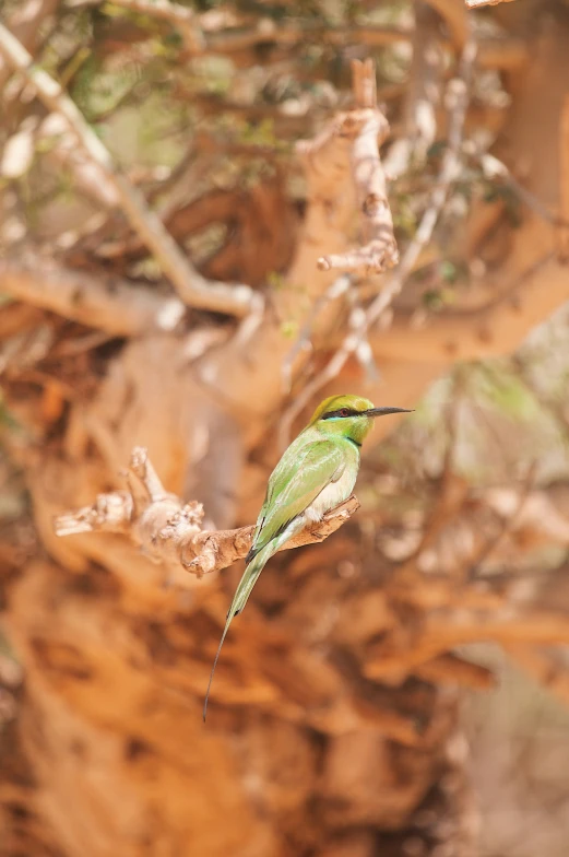 the small green bird is sitting on a nch