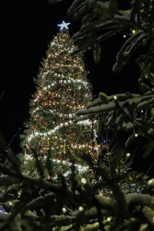 a very large tree with lit up lights is surrounded by pine trees