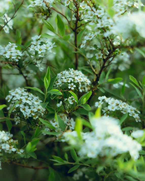 a bunch of white flowers growing on a tree