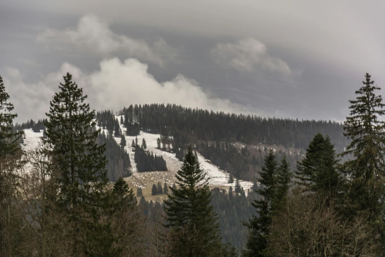 a snowy hill with a bunch of trees