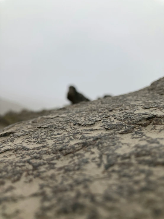 a bird sitting on top of a gray rock