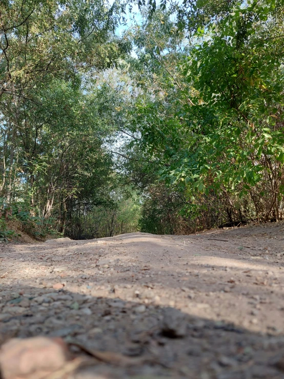 the view down a road near a lot of trees